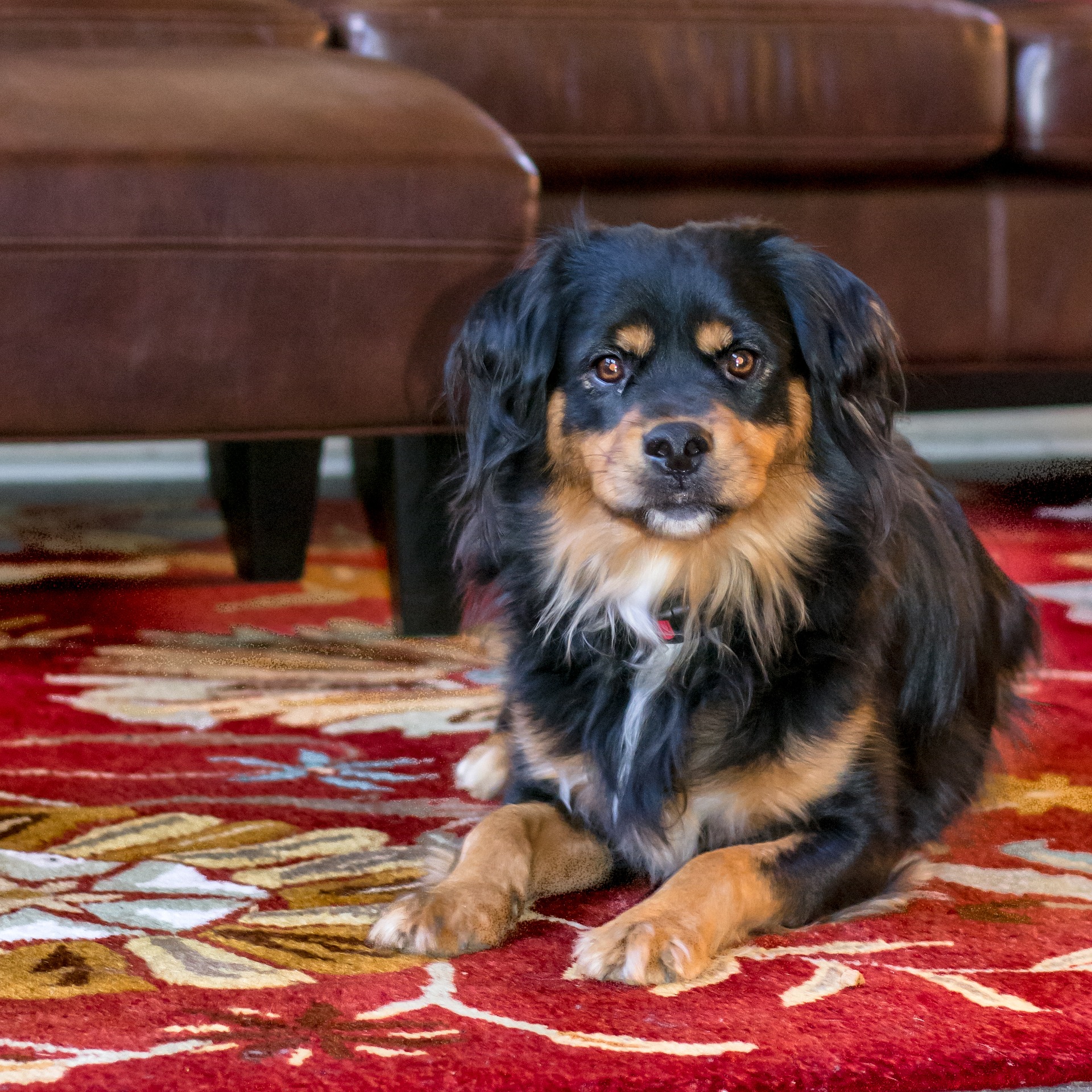 Black and brown dog lounging in family room red flower rug